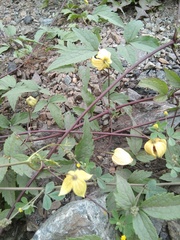 Clematis serratifolia