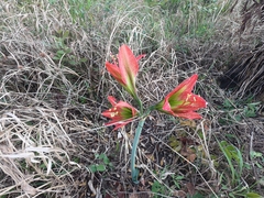 Hippeastrum glaucescens