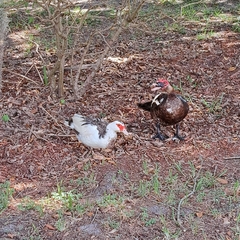 Cairina moschata domestica