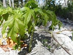 Tacca leontopetaloides