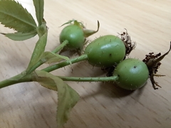 Rosa squarrosa