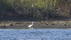 Egretta garzetta