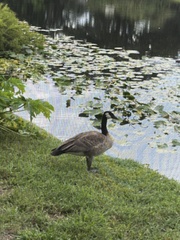 Branta canadensis image