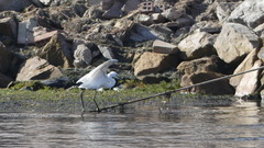 Egretta garzetta