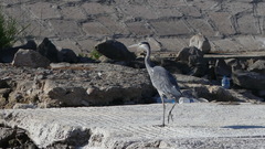Ardea cinerea