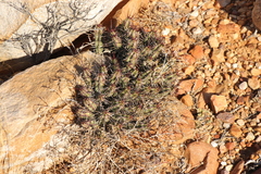 Euphorbia heptagona