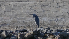 Ardea cinerea