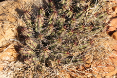 Euphorbia heptagona