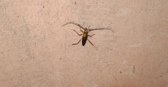 Plinthocoelium chilense