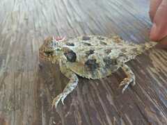 Phrynosoma coronatum