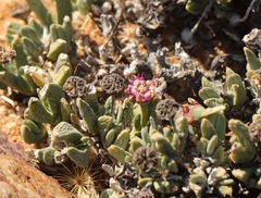 Antimima piscodora