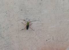 Plinthocoelium chilense