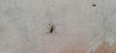 Plinthocoelium chilense