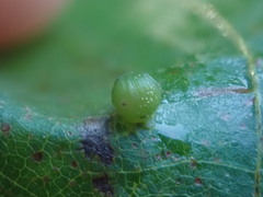 Caryomyia viscidolium