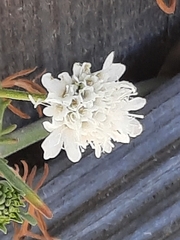 Pycnocomon rutifolium