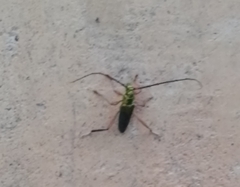 Plinthocoelium chilense