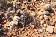 Drosanthemum globosum