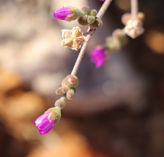 Drosanthemum globosum