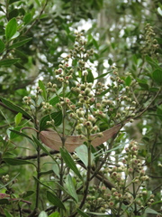 Miconia ligustrina