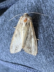 Apamea monoglypha