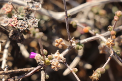 Drosanthemum globosum