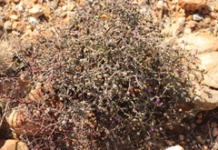 Drosanthemum globosum