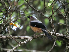Dendrocitta cinerascens
