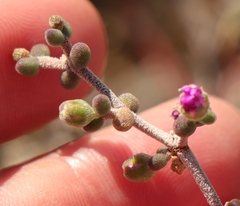 Drosanthemum globosum