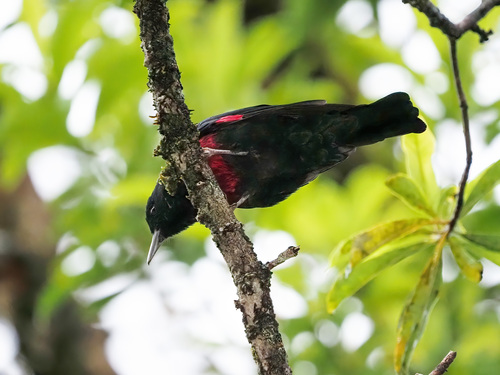 Loriot de Ramsay (Oriolus consanguineus)