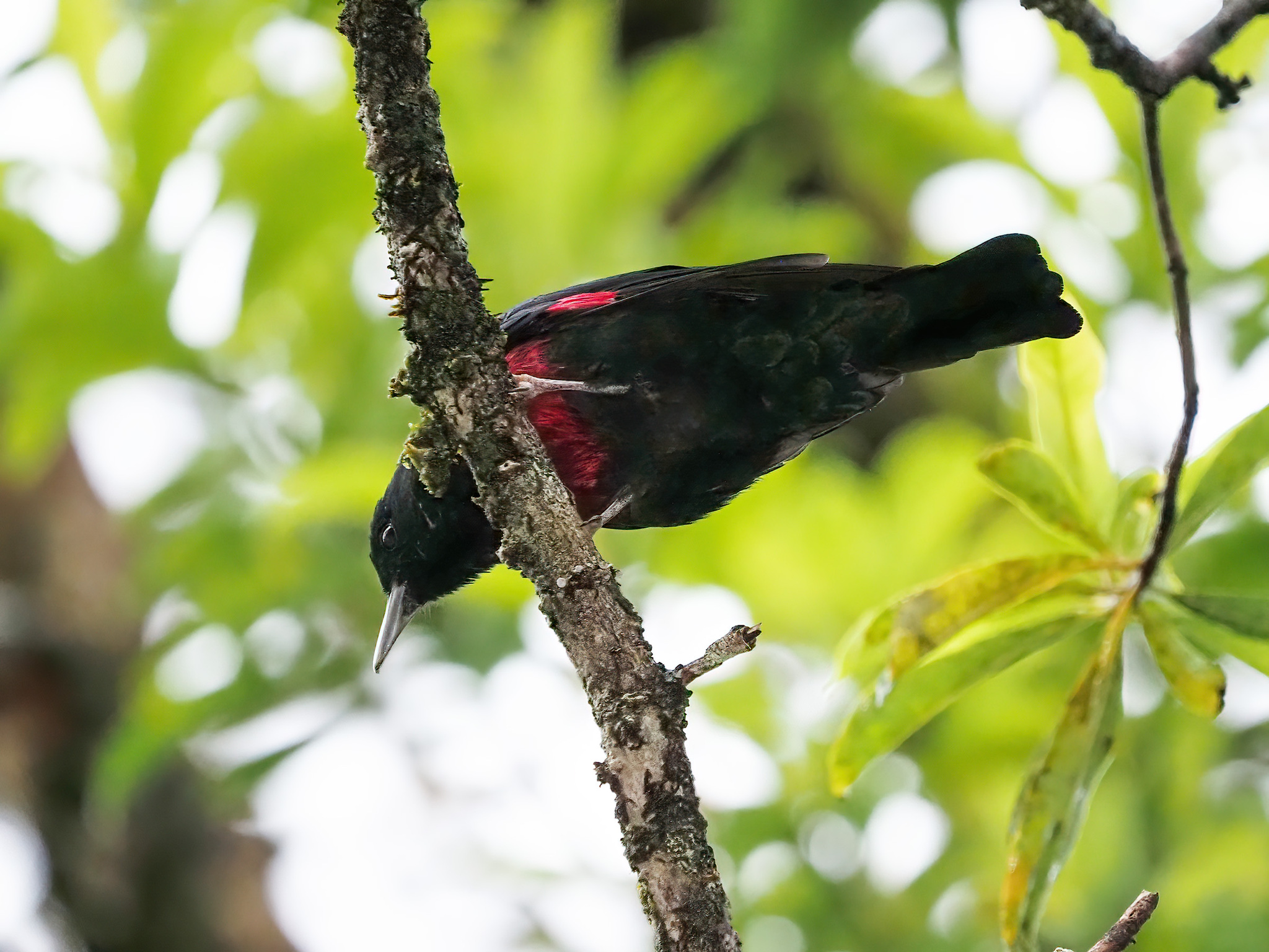 Black-and-crimson Oriole illustration