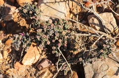 Antimima piscodora