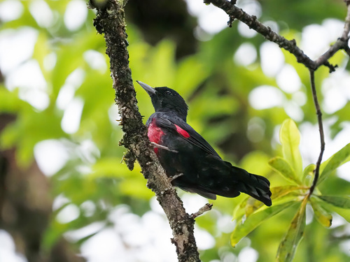 Black-and-crimson Oriole