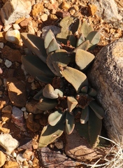 Pleiospilos compactus