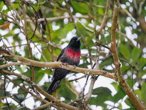Black-and-crimson Oriole (Oriolus consanguineus), photo 10