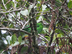 Calyptomena whiteheadi