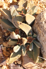 Pleiospilos compactus