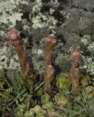 Sempervivum caucasicum