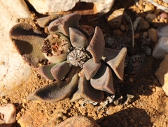 Pleiospilos compactus