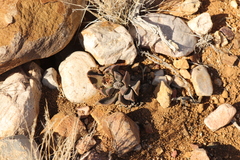 Pleiospilos compactus