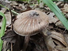 Pluteus diettrichii
