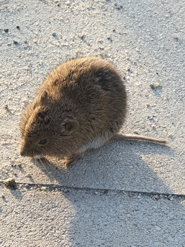 Common Vole (Microtus arvalis)