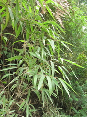 Chusquea scandens