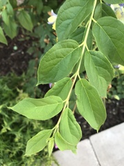 Angiospermae