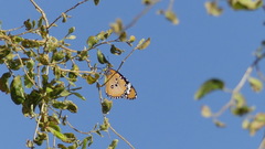 Danaus chrysippus