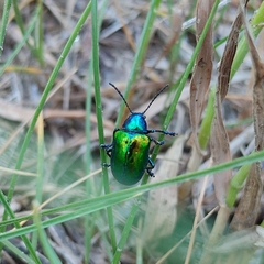 Chrysochus auratus