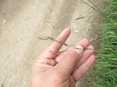 Bromus pitensis