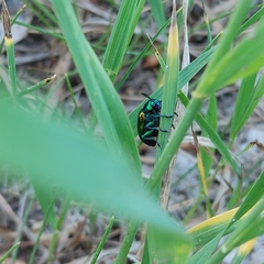 Chrysochus auratus