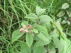 Rubus megalococcus