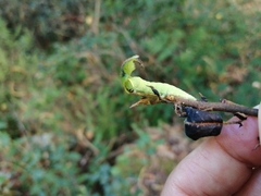 Notodonta dromedarius