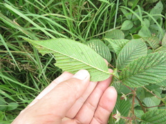 Rubus megalococcus
